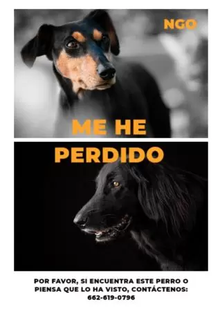 Crear cartel para tu mascota