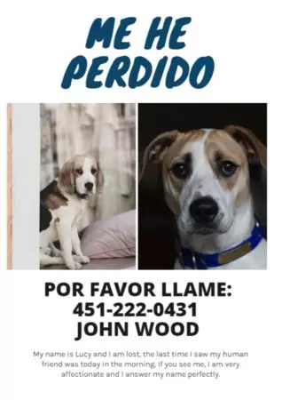 Crear cartel para tu mascota
