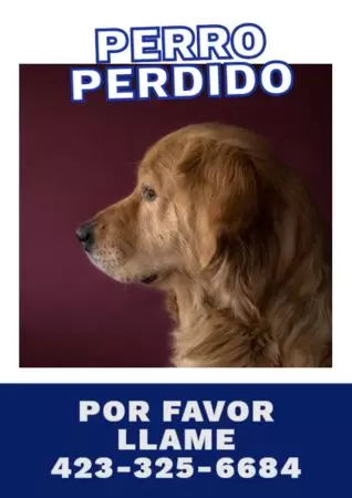 Crear cartel para tu mascota