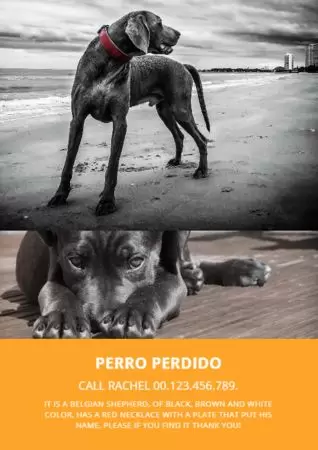 Crear cartel para tu mascota