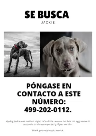 Crear cartel para tu mascota