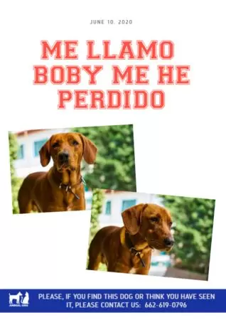 Crear cartel para tu mascota