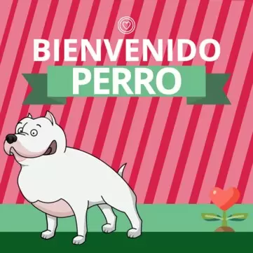 Edita un cartel para mascotas