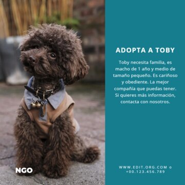 Crear cartel para tu mascota