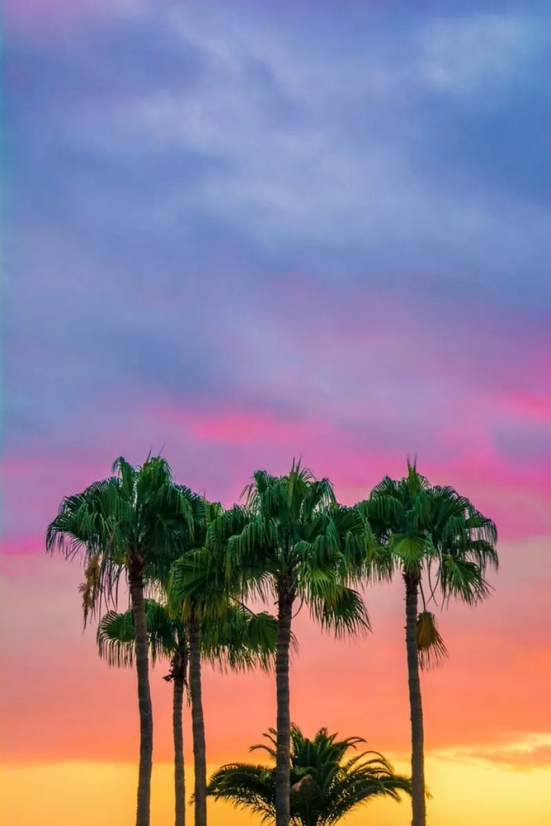 palm trees colors colorful