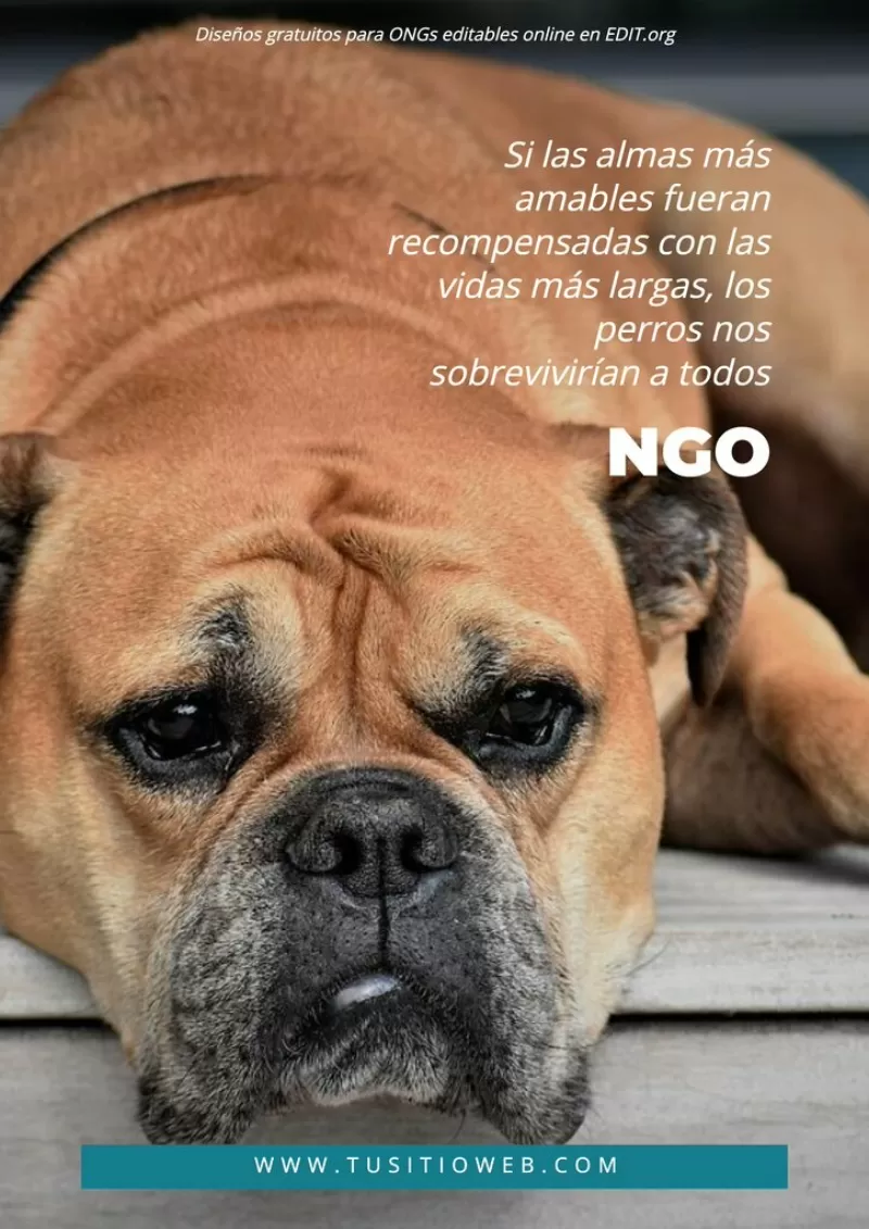 Carteles y flyers para ONG de animales