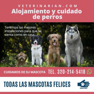 Edita un cartel para mascotas