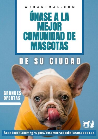 Editar una imagen de veterinaria