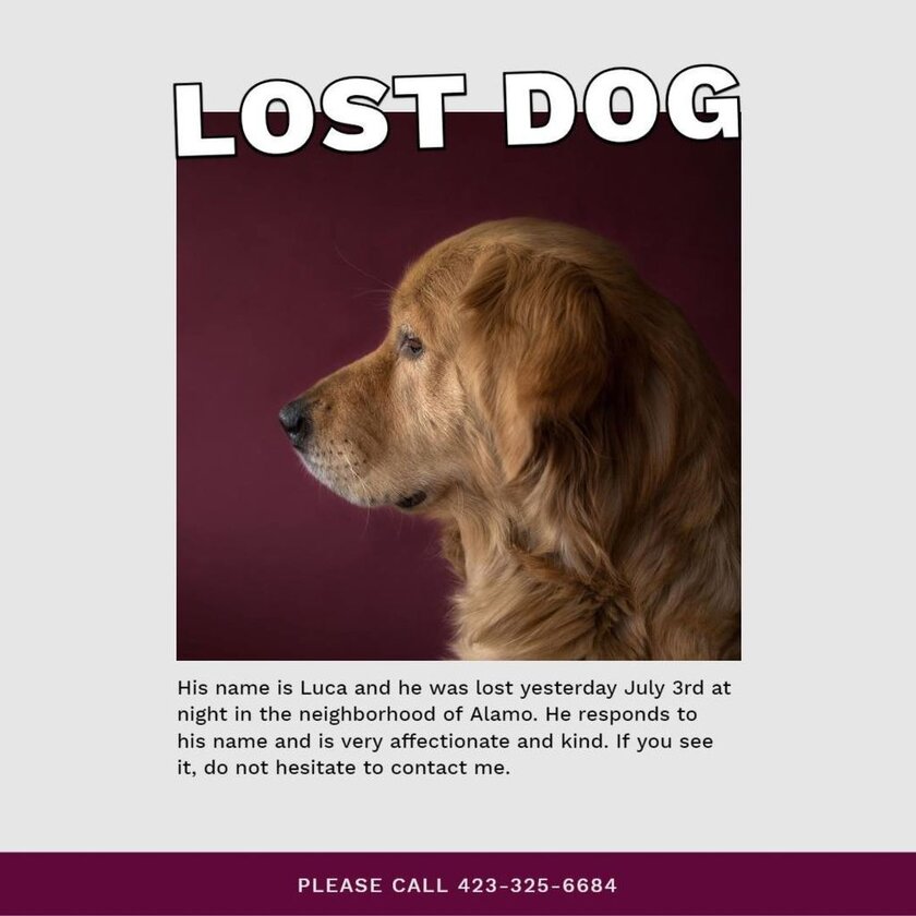 lost dog poster 